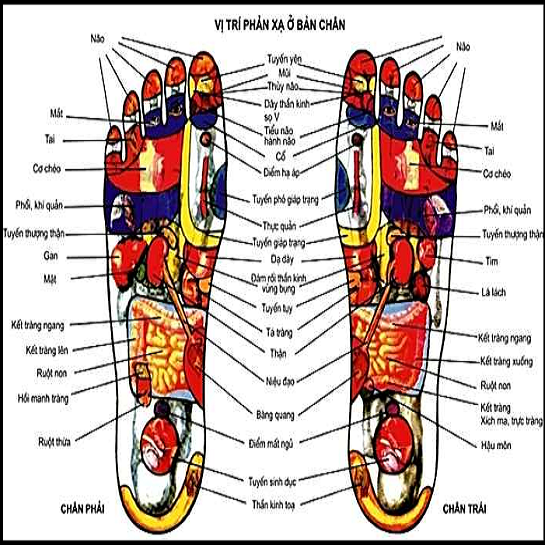 Vị trí huyệt phản xạ bàn chân