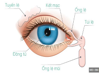 ĐÔI MẮT LÀ CỬU SỔ CỦA TÂM HỒN