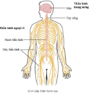 BẤM HUYỆT TRỊ LIỆU ĐAU DÂY THẦN KINH TỌA