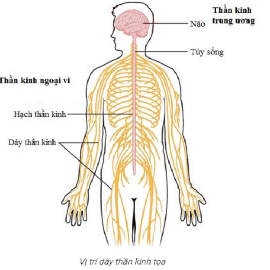 BẤM HUYỆT TRỊ LIỆU ĐAU DÂY THẦN KINH TỌA