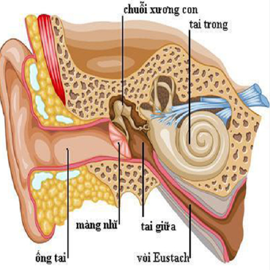 BẤM HUYỆT TRỊ LIỆU Ù TAI